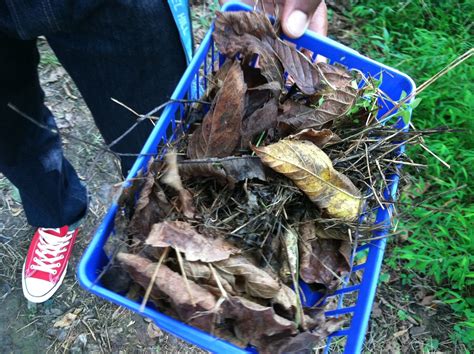 Leaf Litter Lab Ap Environmental Science Lab Reports