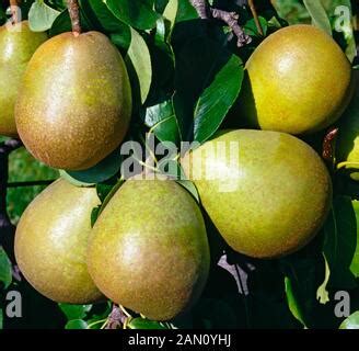 Pyrus Communis Beurré Hardy Birne Beurré Spalier Baum in voller