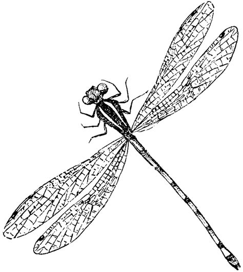 Free Dragonfly Clipart Pictures Clipartix