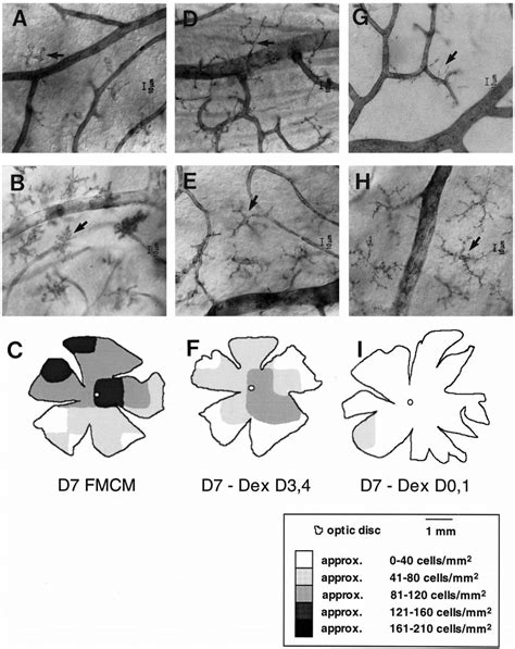 Micrographs Show The Amelioration Of Morphological Changes Of Microglia