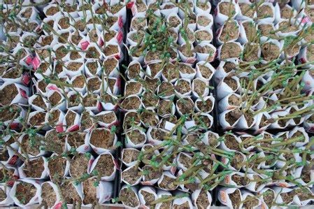 Роза чайно-гибридная Супер Грин (Super Green),саженцы роз,купить ...