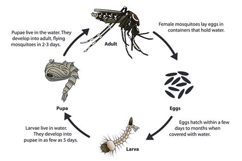 Ways To Kill Mosquito Larva [how To] 58 Off