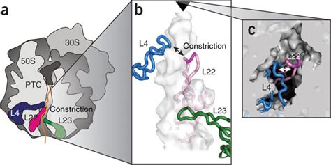 The Path Of The Nascent Chain Through The Ribosomal Exit Tunnel A