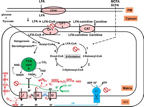 Hepatic Oxidation Mitochondrial Oxidation Involves Four Individual