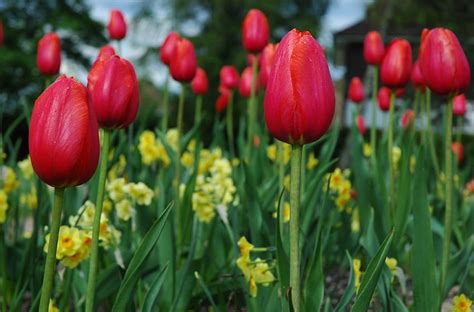 Flowers Tulips Close Up Flower Bed Flowerbed Spring HD Wallpaper