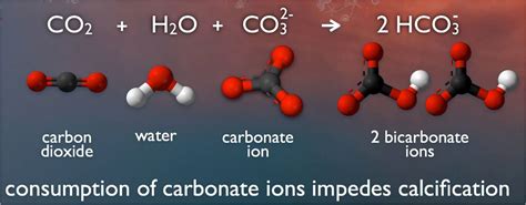 Seawater carbonate chemistry