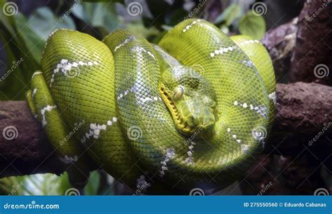 Green Tree Snake Vancouver British Columbia Canada Stock Photo