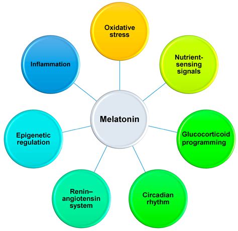 Ijms Free Full Text Perinatal Use Of Melatonin For Offspring Health