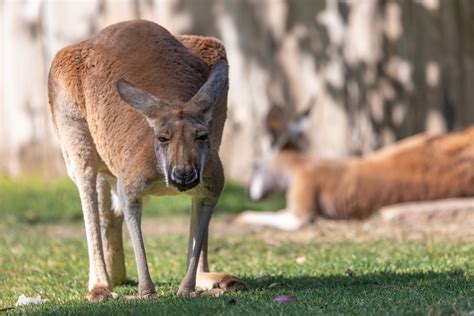 Roo Rendezvous - Fresno Chaffee Zoo