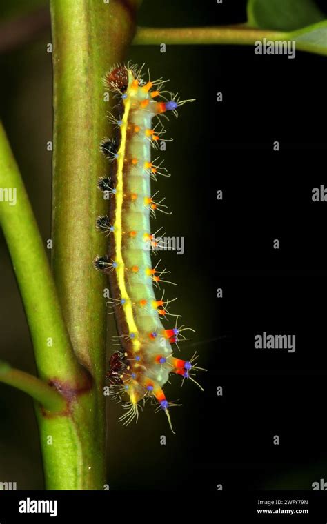 Caterpillars Stages Hi Res Stock Photography And Images Alamy