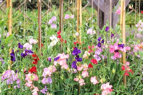 Sweet Pea Flowers Cut Flowers Sweet Pea Plant Growing Sweet Peas Sweet Pea Seeds Cold Frame