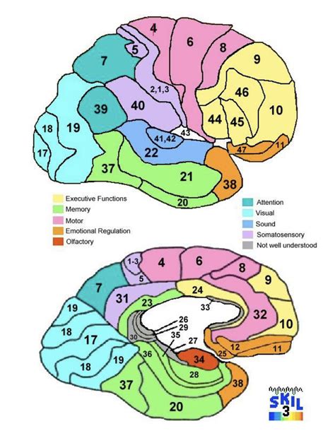 Brodmann S Areas Diagram Quizlet