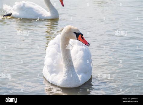 Graceful White Swan Swimming In The Lake Swans In The Wild Portrait