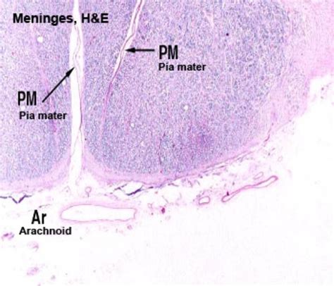 Arachnoid Mater Histology