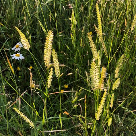 Meadow Grass Seed Mix Uk Wildflower And Grass Seed Habitat Aid