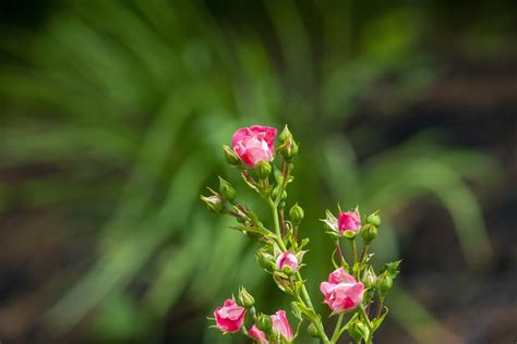 Rosas Flores Brotes Foto Gratis En Pixabay Pixabay