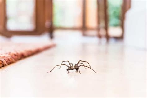 Natural Ways To Keep Spiders Out Of Your Home Emtec Pest Control