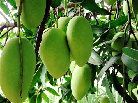 Saipan Nutrition Can Diabetics Eat Sweet Fruits Like Mangoes Saipan