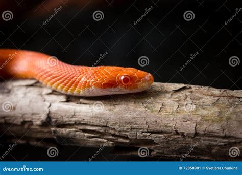 Snake On Female Shoulder And Hand Part Woman Naked Body Boa