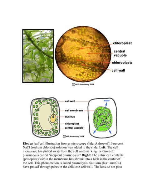 Elodea Cell Diagram