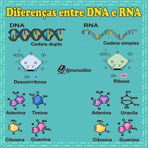 Mapas Mentais Sobre Dna E Rna Study Maps