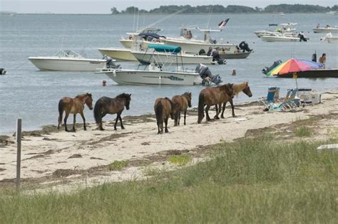 Wild Horses At Shackleford Banks