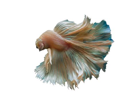 Real Fish Png