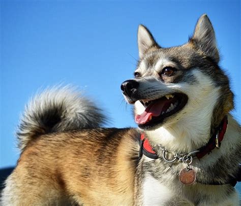 Alaskan Klee Kai Caratteristiche Allevamenti E Prezzi Naturaperte