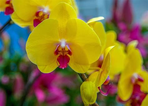 Orquídeas y sus significados por colores Blog de Flores