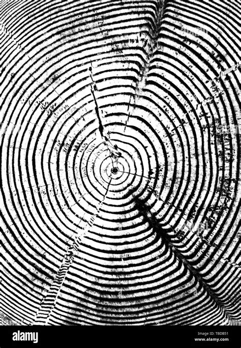 Tree Rings Black And White