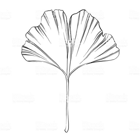 Ginkgo Leaf Sketch Vector Illustration Illustration Vectorielle