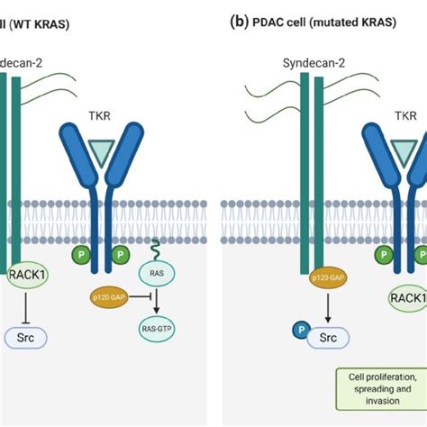 Syndecan Structure A Schematic Representation Of Syndecan Domains