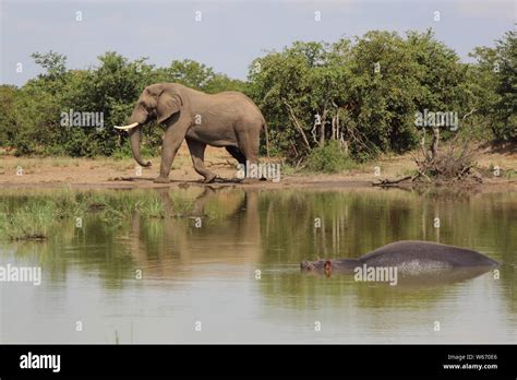 Afrikanischer Elefant Und Flußpferd African Elephant And Hippopotamus Loxodonta Africana Et