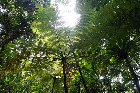 Tree Ferns And Allies From South Rendova Solomon Islands On November