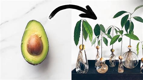 How To Grow Your Own Avocado Tree In Small Garden Pot