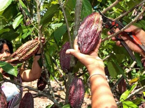 Mujeres Cacaoteras De La Sierra Nevada Aportan Al Desarrollo Rural Del