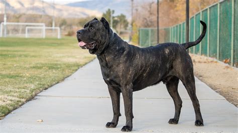 Perro De Presa Canario In Arizona Your Journey Starts SoCalPresa