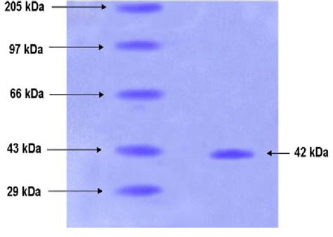 Sds Page Analysis Of Purified B Cereus A Amylase Lane Molecular