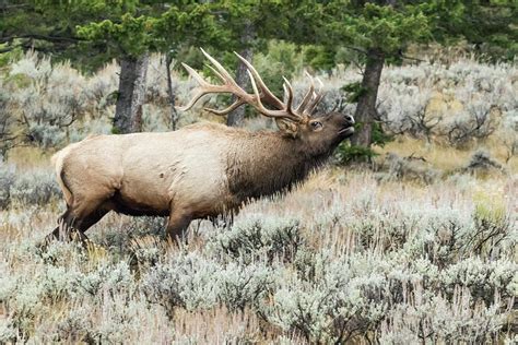 Bull Elk Bugling During The Fall Rut Photograph By William Sutton Fine Art America