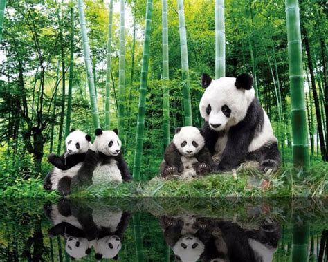 3d Wallpaper Chinese Panda Bears Trendy Blinds And Closets In Toronto