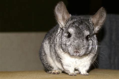 Chinchillin With Chinchillas Fun Facts For Curious Kids