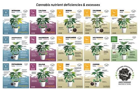 Cannabis Flowering Stage How To Guide Dutch Passion