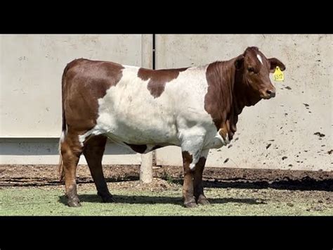 J J Cattle Co Simbrah Brahman Bred Beefmaster More Youtube