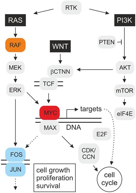 Frontiers The Quest For Targets Executing Myc Dependent Cell Transformation