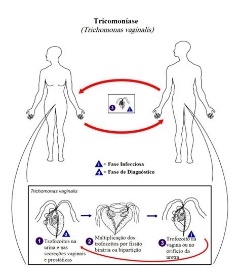 ProtozoÁrios De Vias Digestivas E GeniturinÁrias