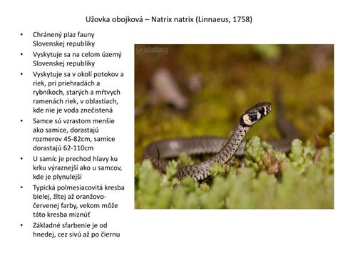 Ppt Užovka Obojková Natrix Natrix Linnaeus 1758 Powerpoint