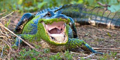 Alligator Listing