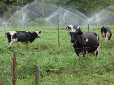 Produtores De Mato Grosso Do Sul Viabilizam Projeto De Cria O De Gado