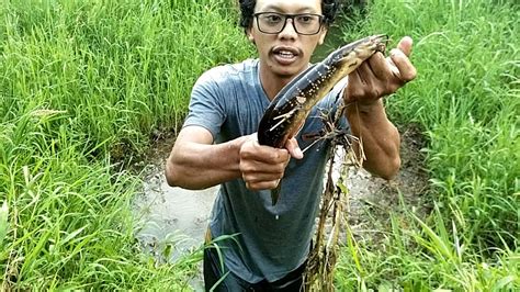 Parit Berumput Seperti Ini Ternyata Dihuni Lele Lembat Besar Mancing