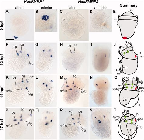 Whole Mount In Situ Hybridization Showing Spatial Expression Of The